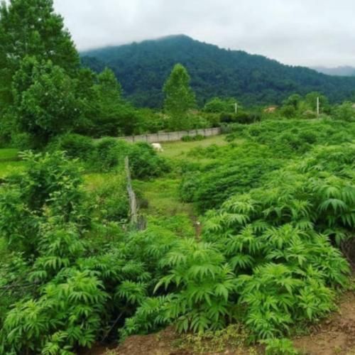  بگو بی بهونه کی میای به خونه کی کار شیطونه