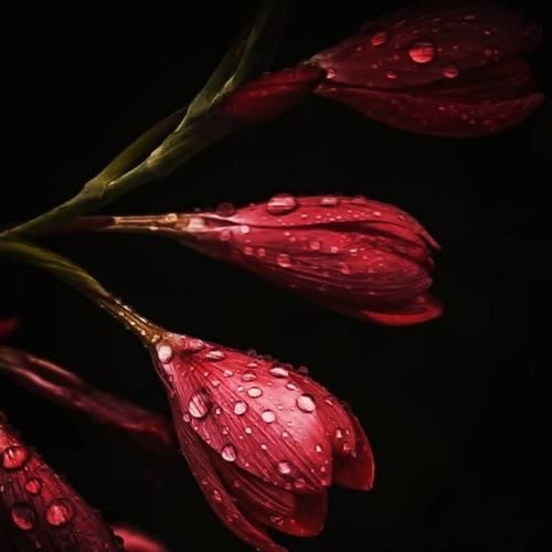  وقتی نباشه کینه زندگی چه شیرینه صاف و بی ریا میشه قلبها