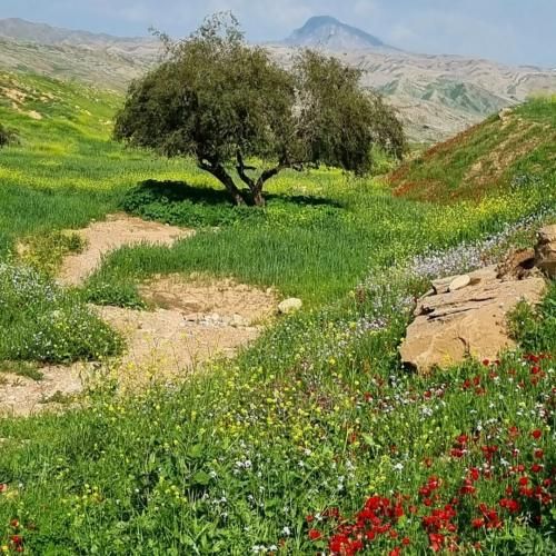  آهای آهای گل دارم یه سبد سمبل دارم گل باغ دلمه عطر