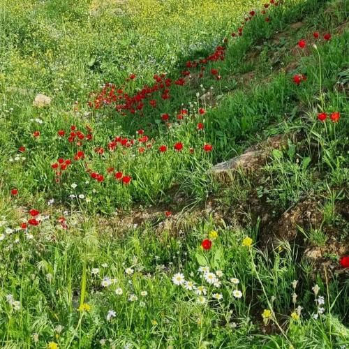  من از کجا بدونم تو باغبونی یه آشنای خوب و یه همزبونی