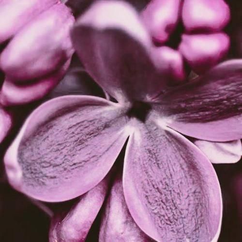 همه میگن یار تو با تو دو رنگی میکنه میره دنبال دلش داره