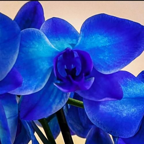  دنیا اگه ازم روگردون بشه غصه بیاد تو سینه مهمون