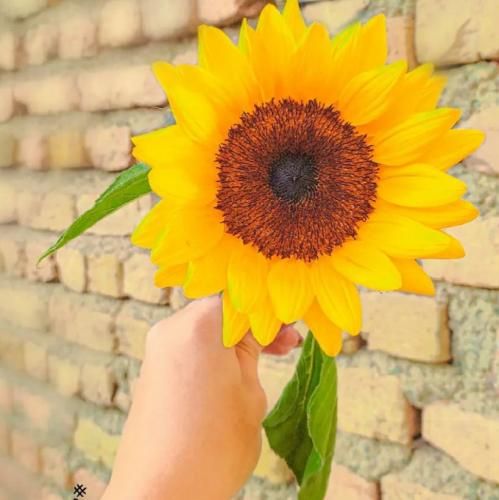  کجایی ای جوونی رفیقه نیمه راهم کجایی ای جوونی ببینی