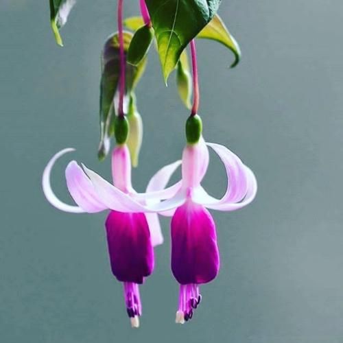  هرچی گله به پای تو میریزم تو گلی من باغبونت عزیزم