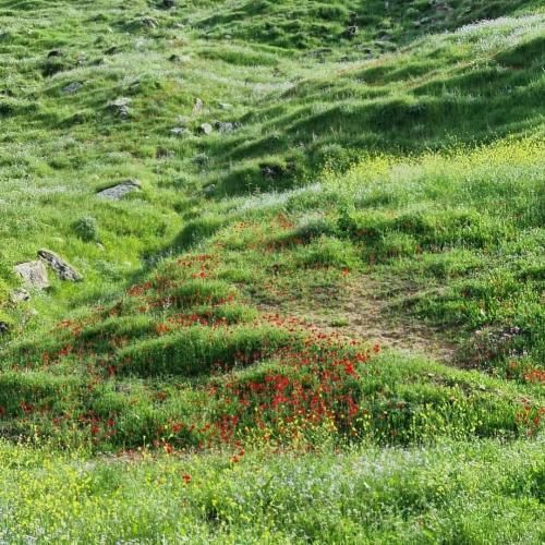  من خودم باغبونم قدر گل رو میدونم بیا تو با من بجوش گلو