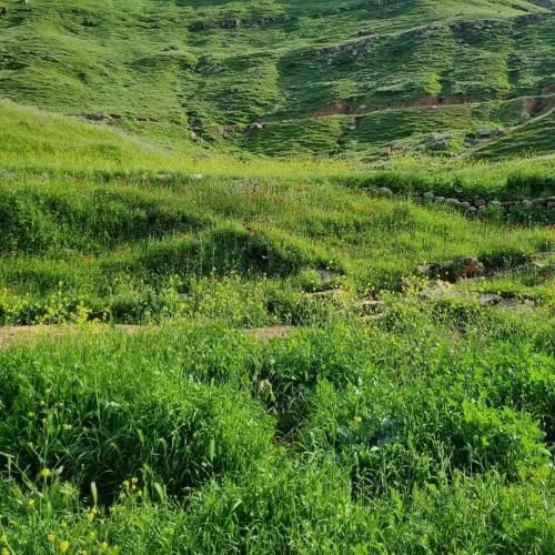  گلامو ارزون میدم به باغبون نمیگم دلمو ارزون میدم