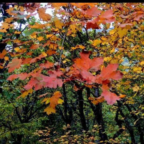  به خدا یه جور گناهه مثل لیلی واسه مجنون واسه دردم
