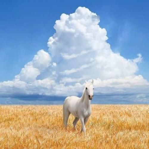 صدیق تعریف ناوراس بوخوم