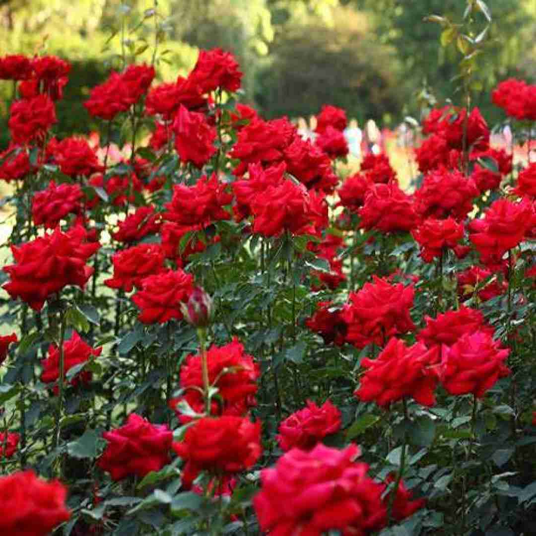  تو گل زیبای باغ بهشتی نمیشه مثل تو گل پیدا