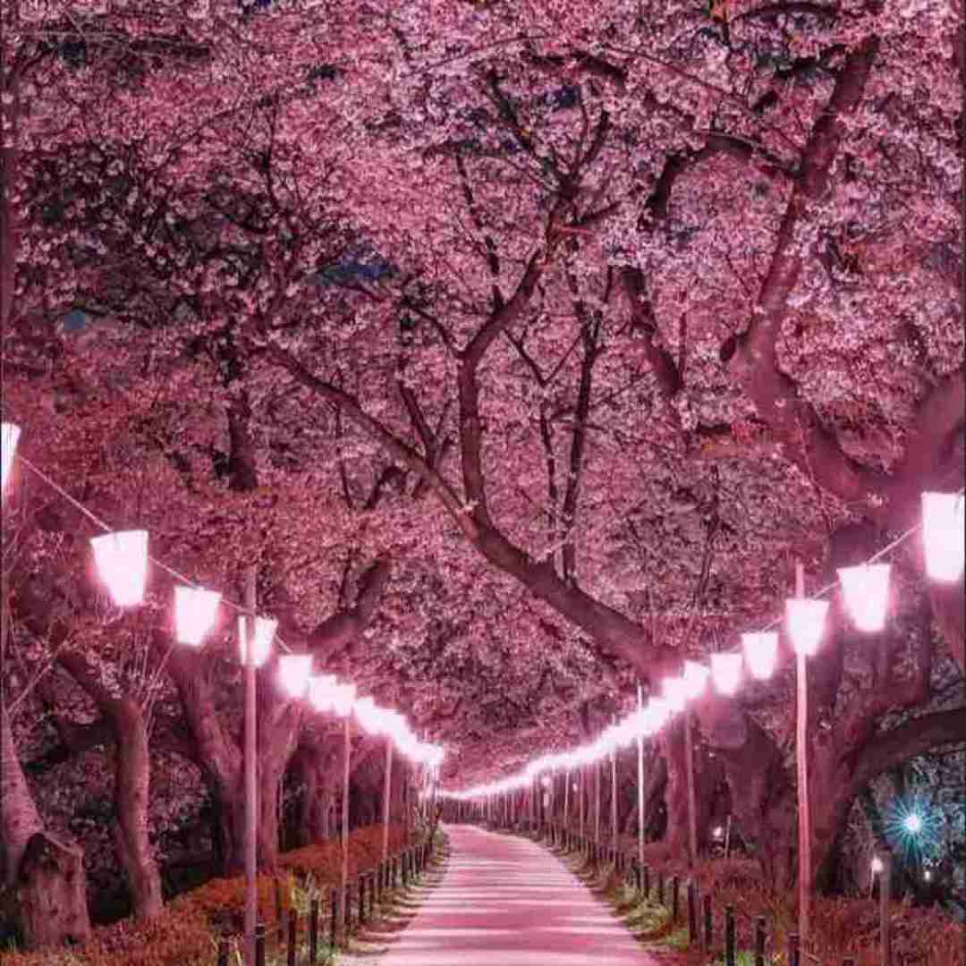  نه گلایه نه شکایت نه یک بغض بی نهایت