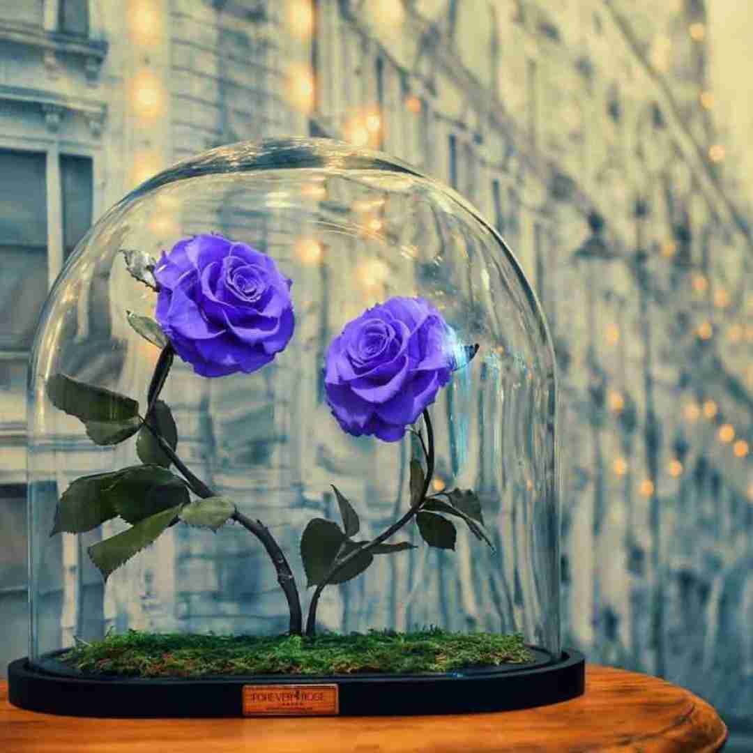  یه شب دیدم تو سرزمین رویا