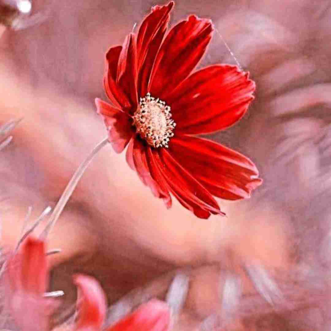  بی هدف بی مقصد و بی سرزمین