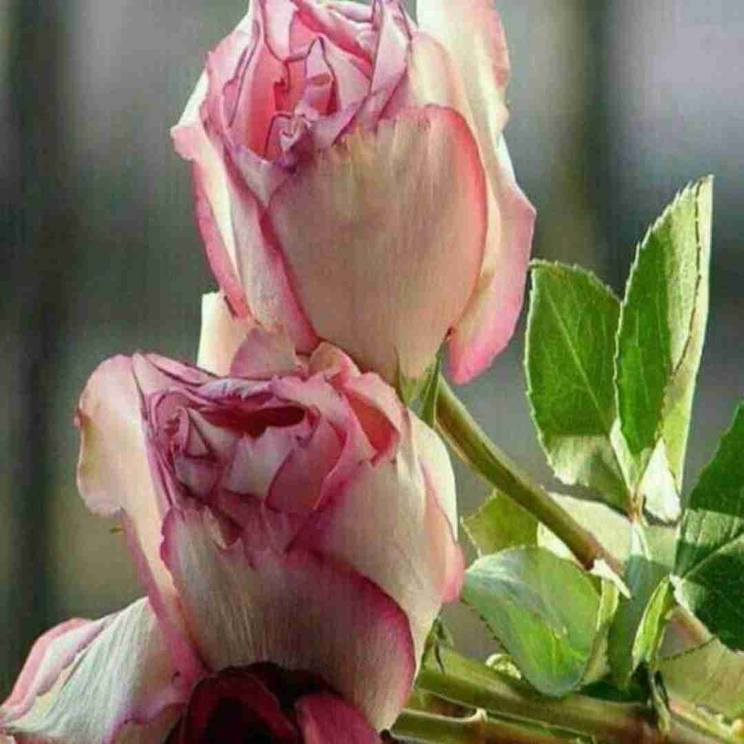  برای دیدن من زیر پات رو نگاه کن