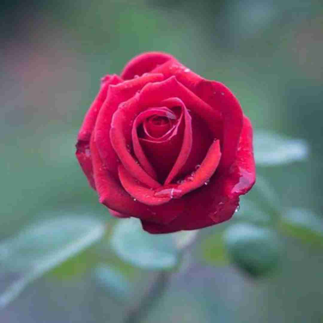  کور و گنگ و بی هدف راهی شب