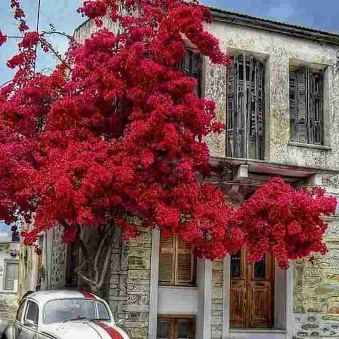  قشنگه رقص پروانه توی موسیقی بارون