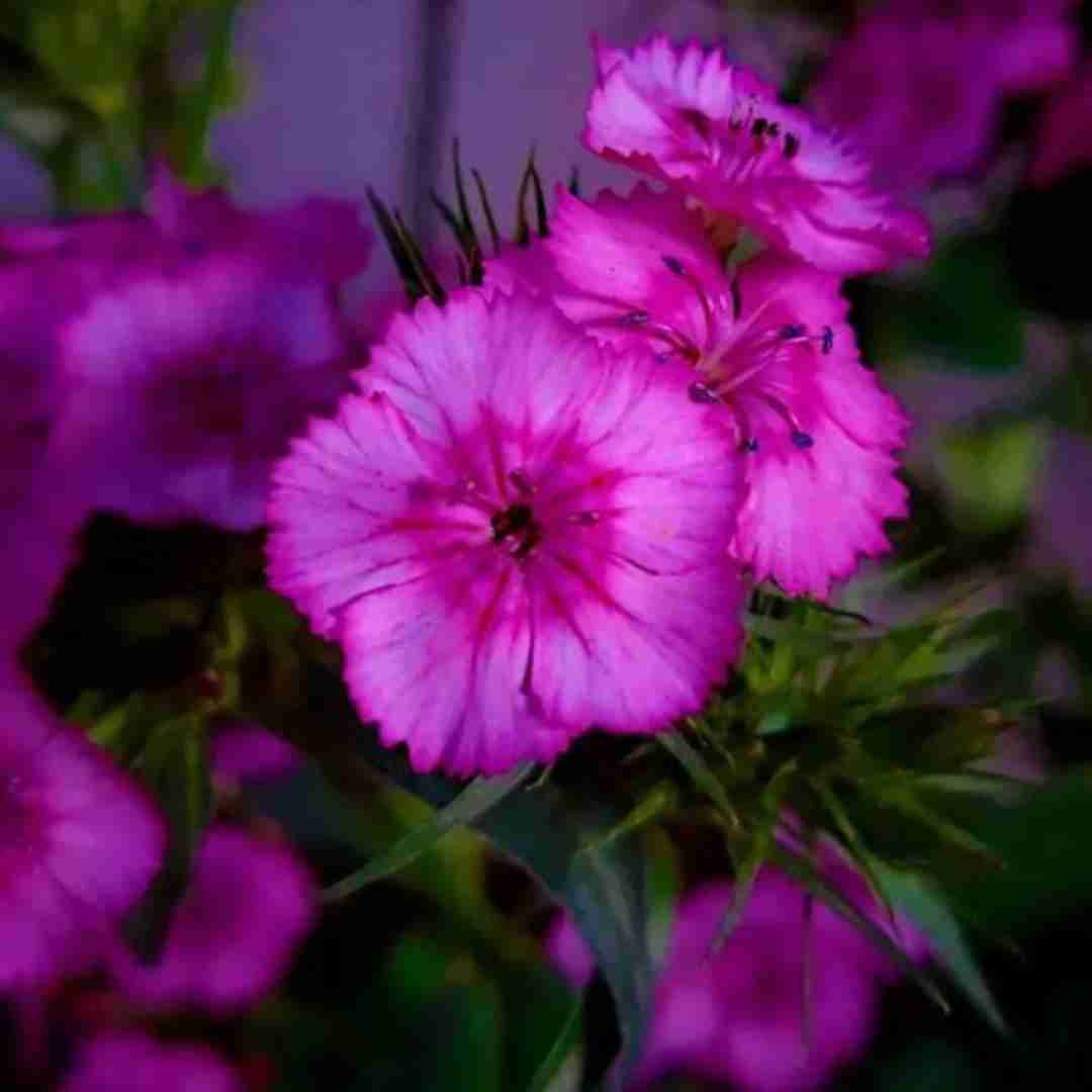 شادمهر با صدای مهستی و شادمهر تردید
