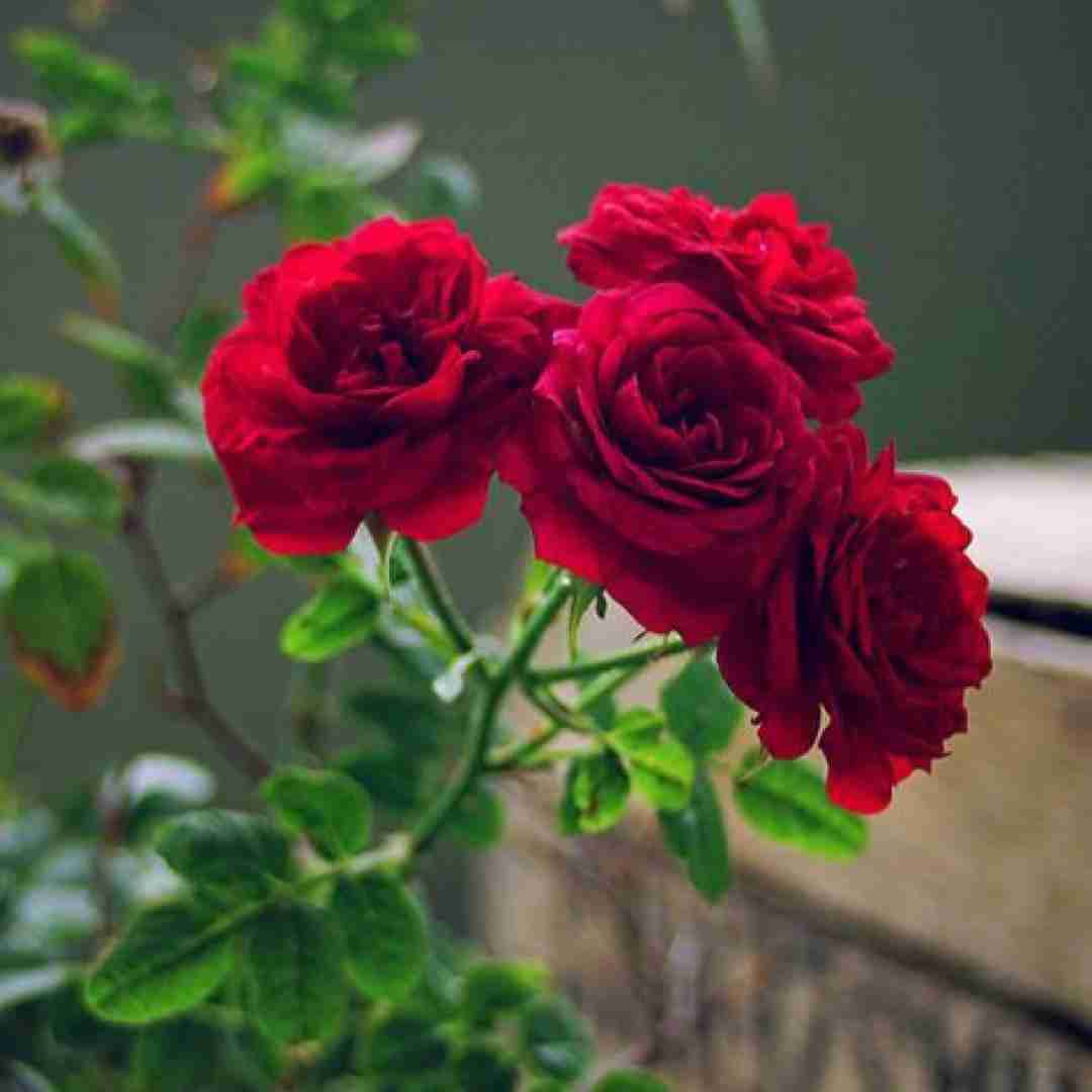 استاد معین با هم خوانی علی عبدالمالکی قسم نخور