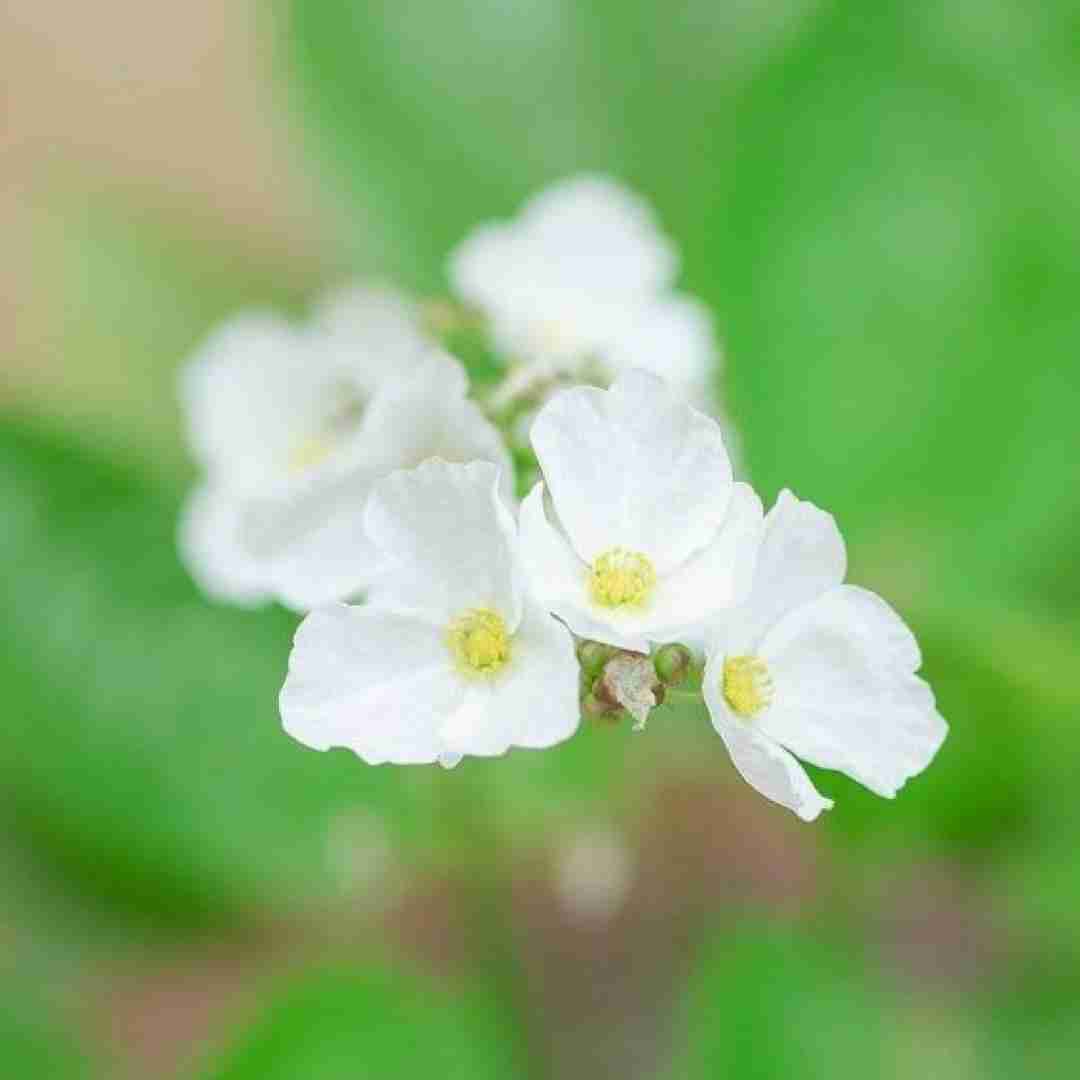 پری زنگنه ده