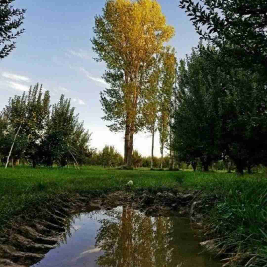 پری زنگنه ایران من