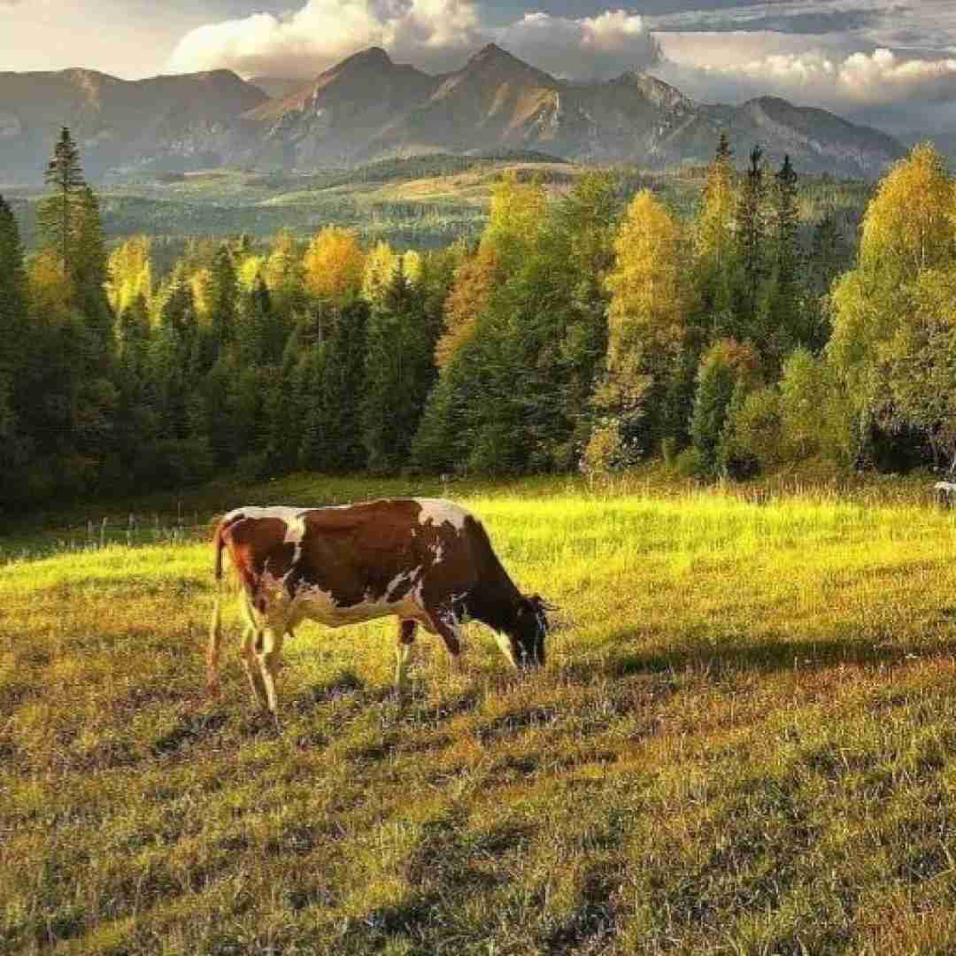 پری زنگنه گنجشکک اشی مشی