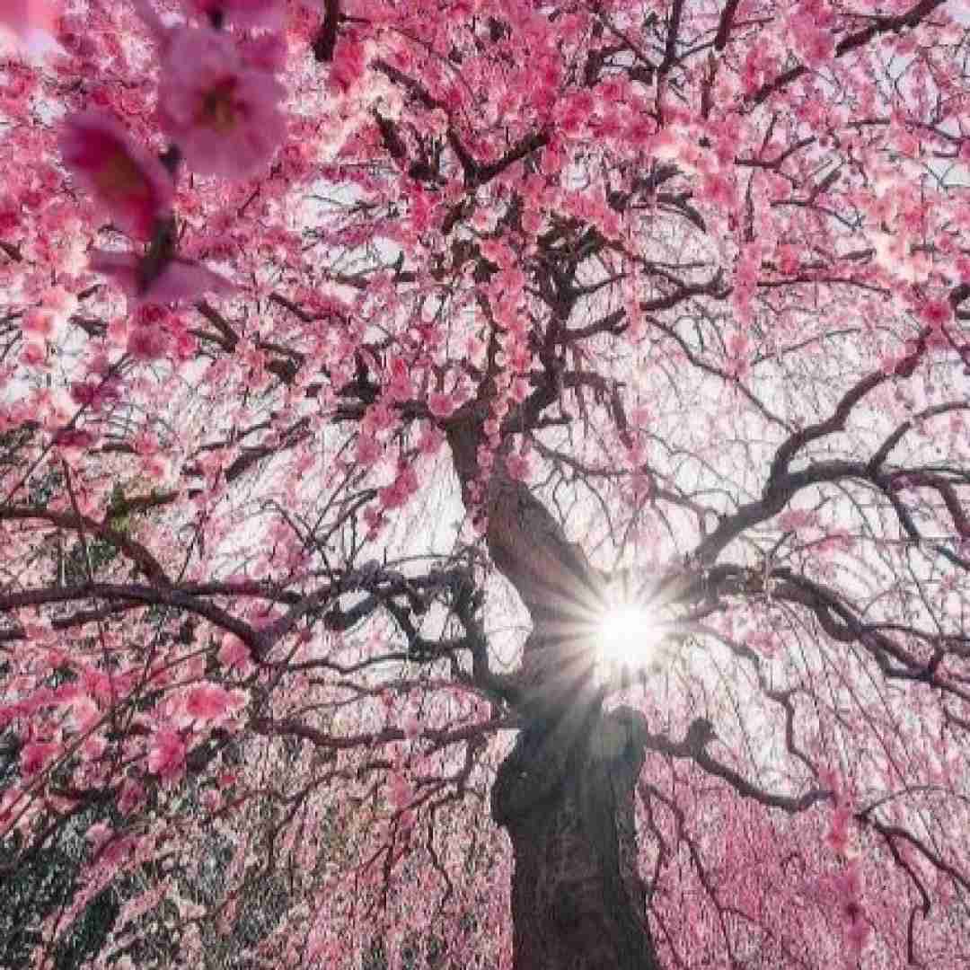 پری زنگنه گل گندم