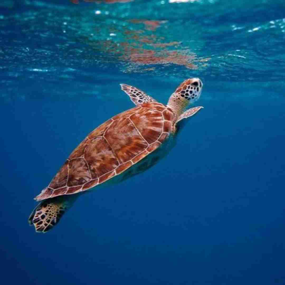 پری زنگنه عزیز جون درینه جان