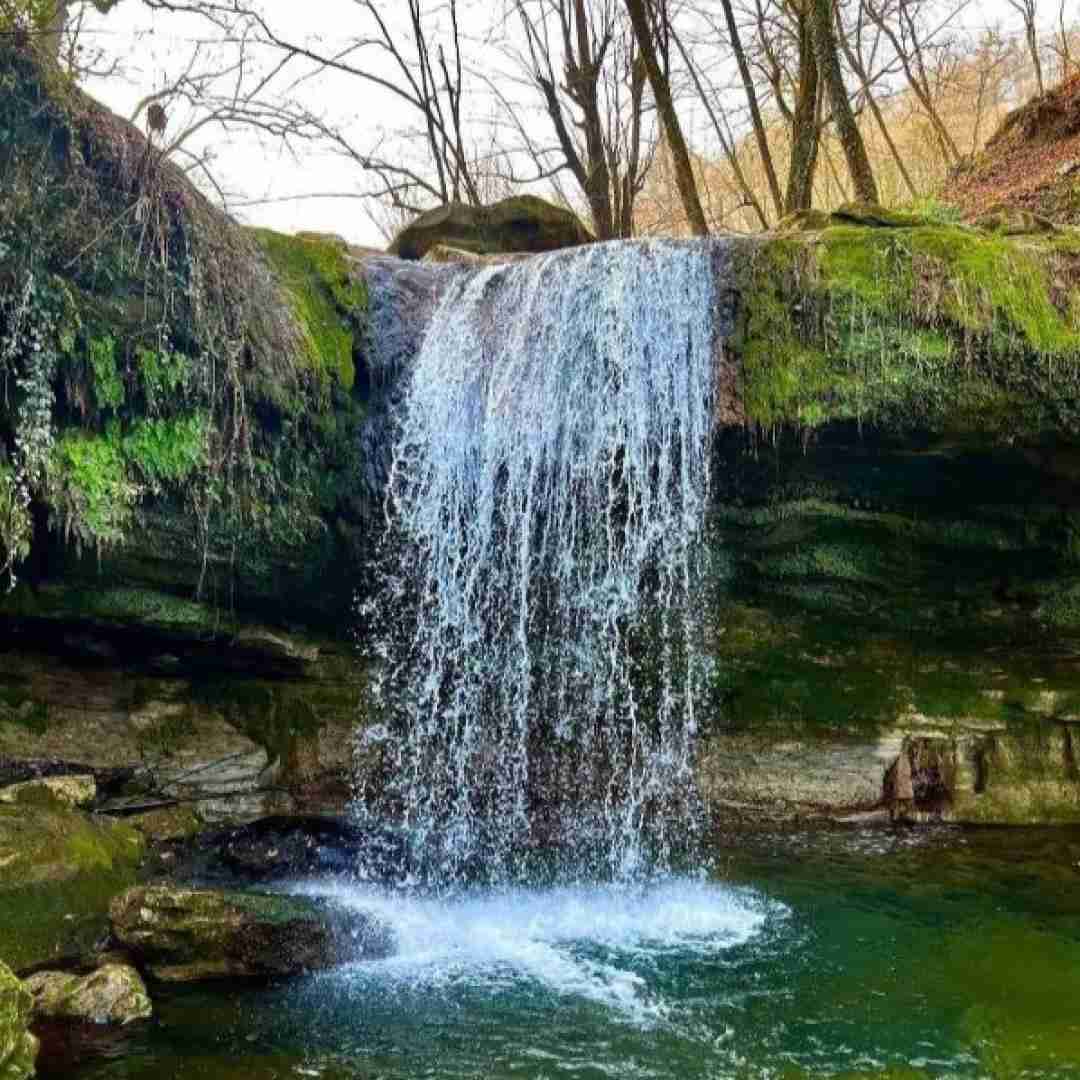 پری زنگنه بنفشه