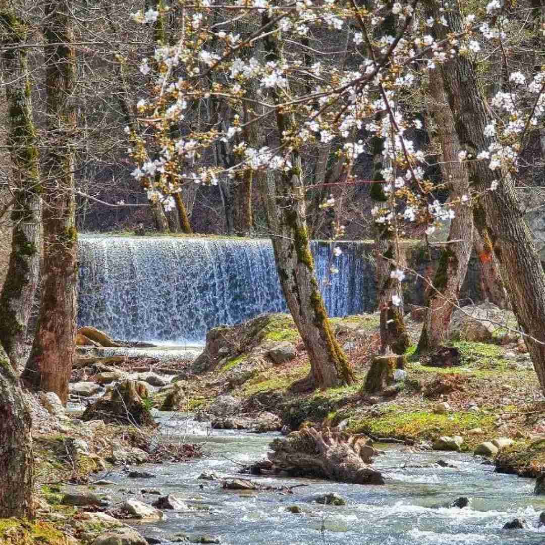پری زنگنه گل های اطلسی