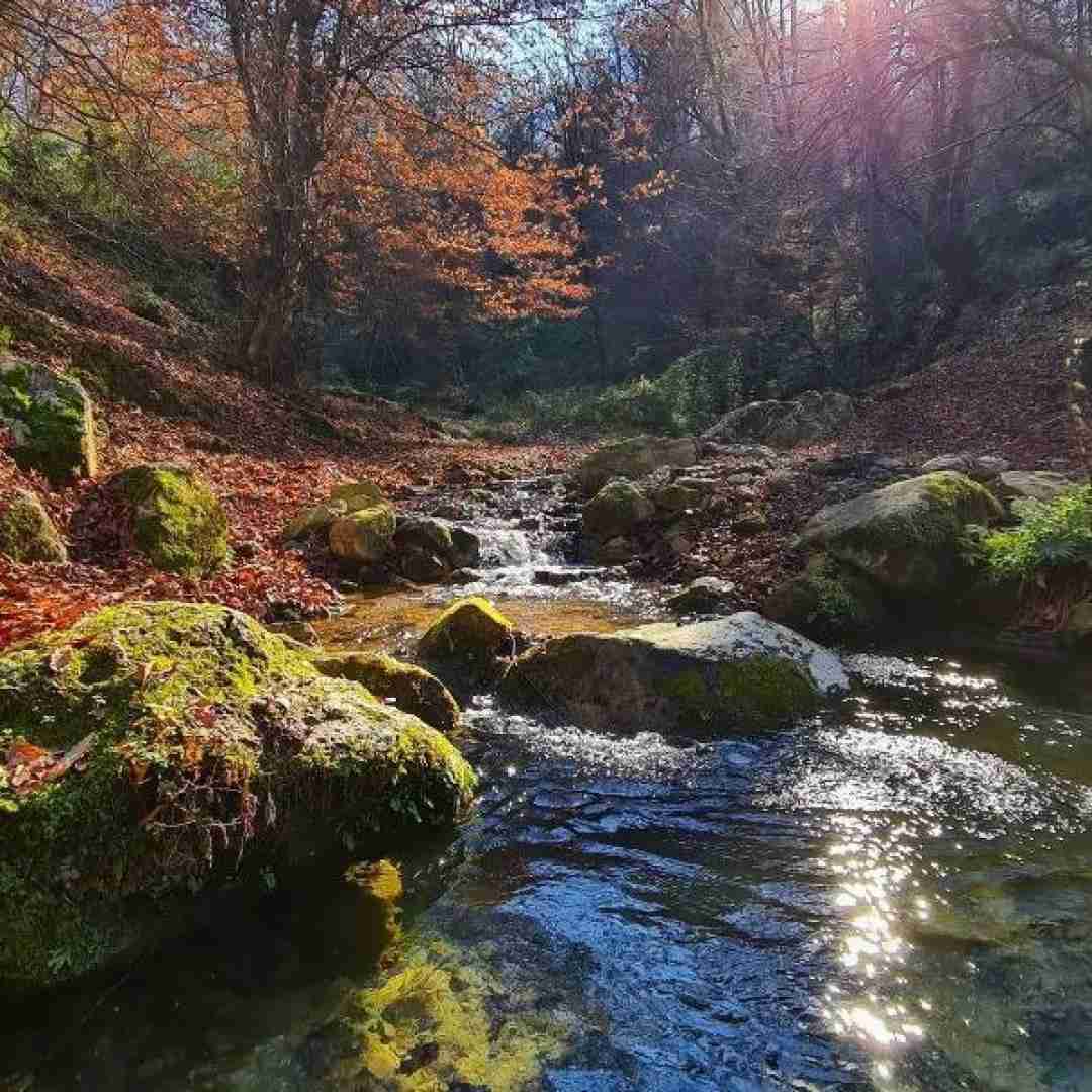 پری زنگنه پاییز