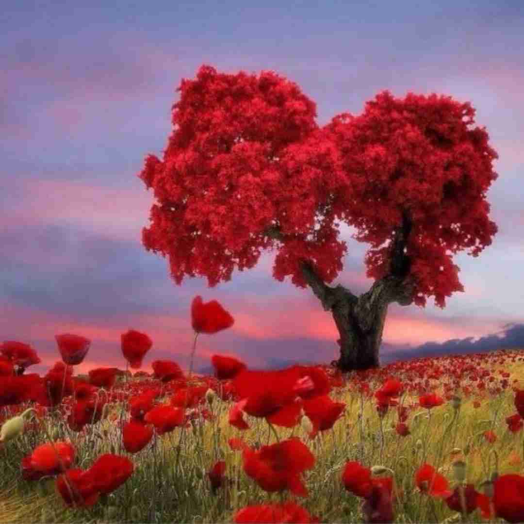 پری زنگنه جینگ و جینگ