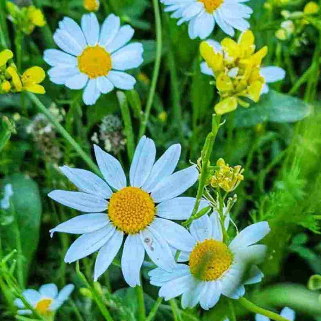  آرزومه اثری از منصور با صدای نوش آفرین