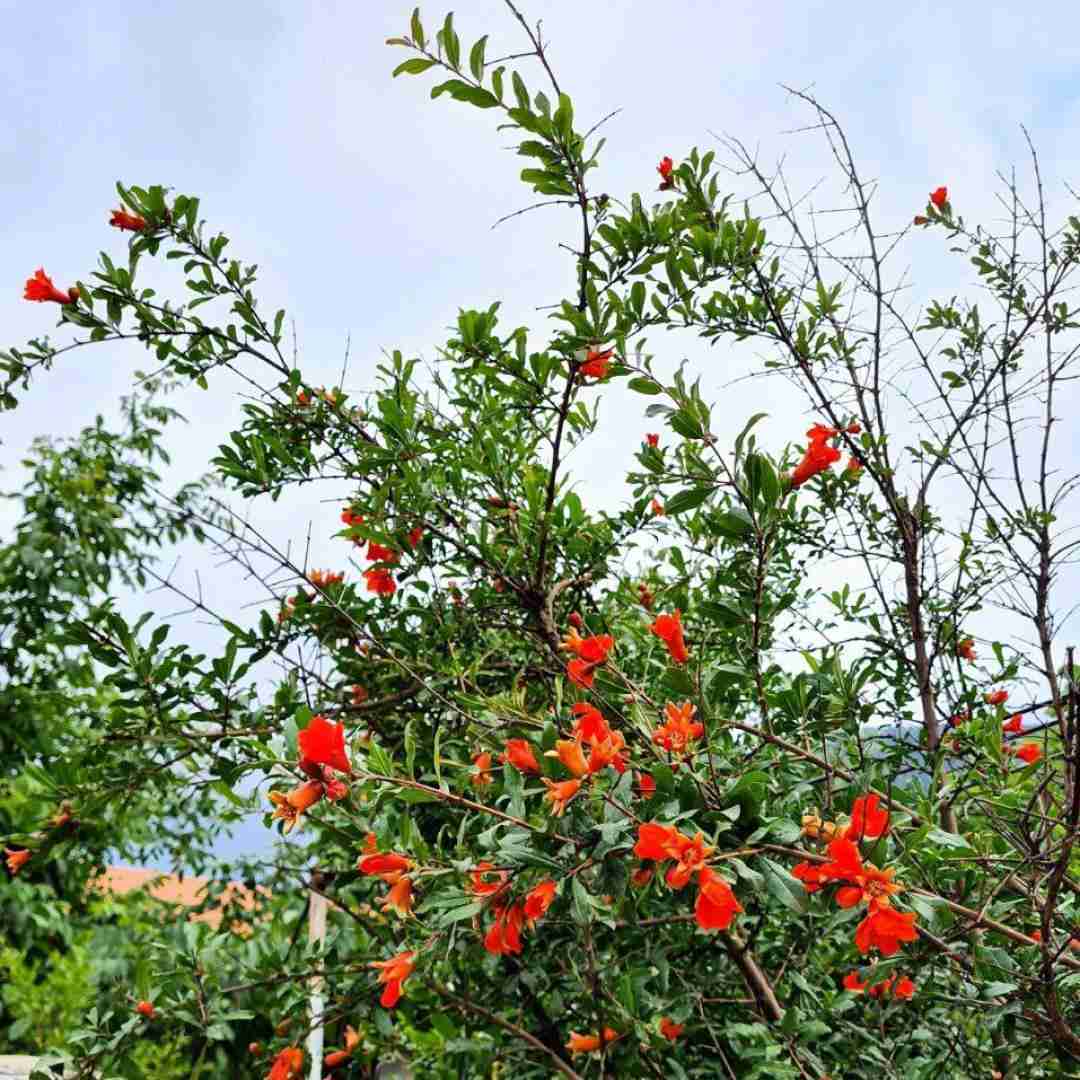  در روزگاران جدید مردمی بودن رو زمین اینستایی