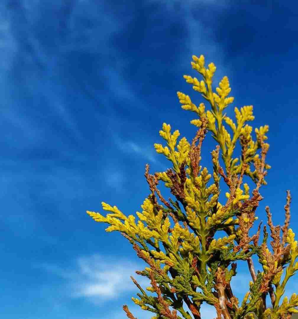  گیلاس گیلاس بانو احساساتی میشه اینستایی