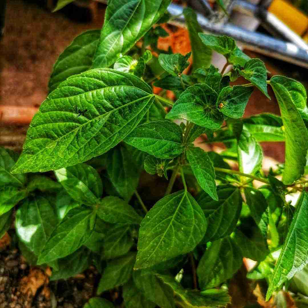  برو حاجی مارو بی خیال میکاپ فیلم سینمایی به ما نمیاد