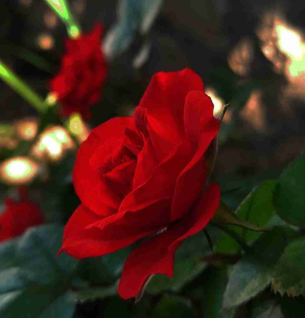 ترکی لیلی د یار دویلو دا یار
