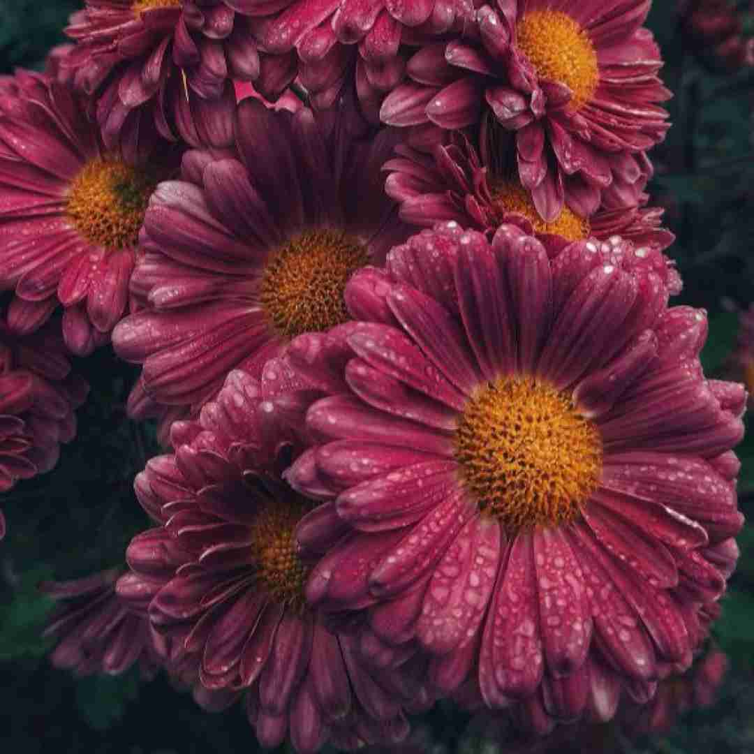  همو یادمون رفته خیلی وقته آسمون بدون بیبیم ابره