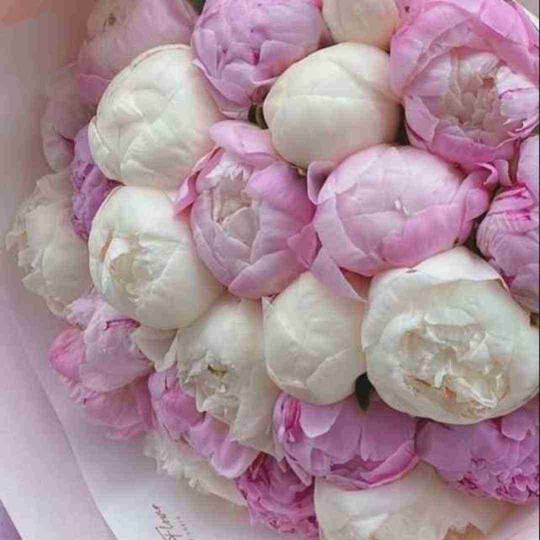  میدونم که داغ تو روی دلم نمیمونه اون خدای مهربون ما رو بهم میرسونه