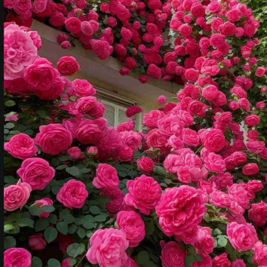  من شک دارم به شادیای شما (میکس اینستایی)