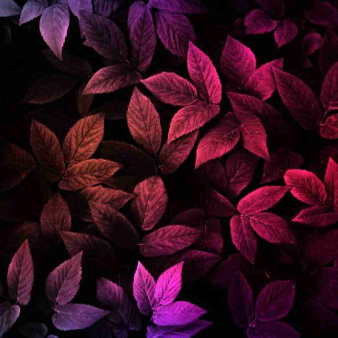  نه داشی پرواز کن برو اینجا همه دشمن و شوت