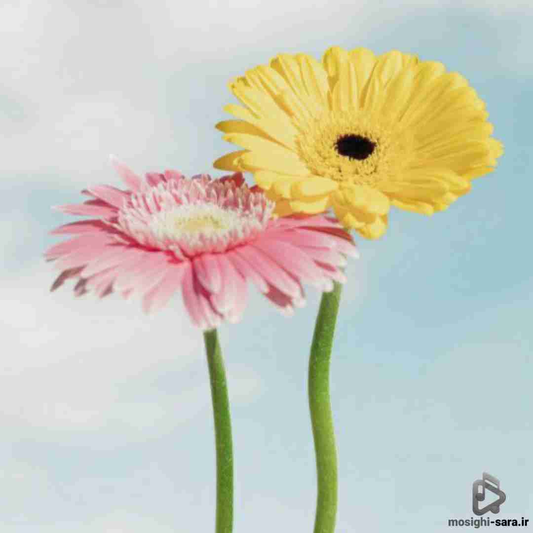  جنسم و زده داده پنج بار اور هارد میام برات