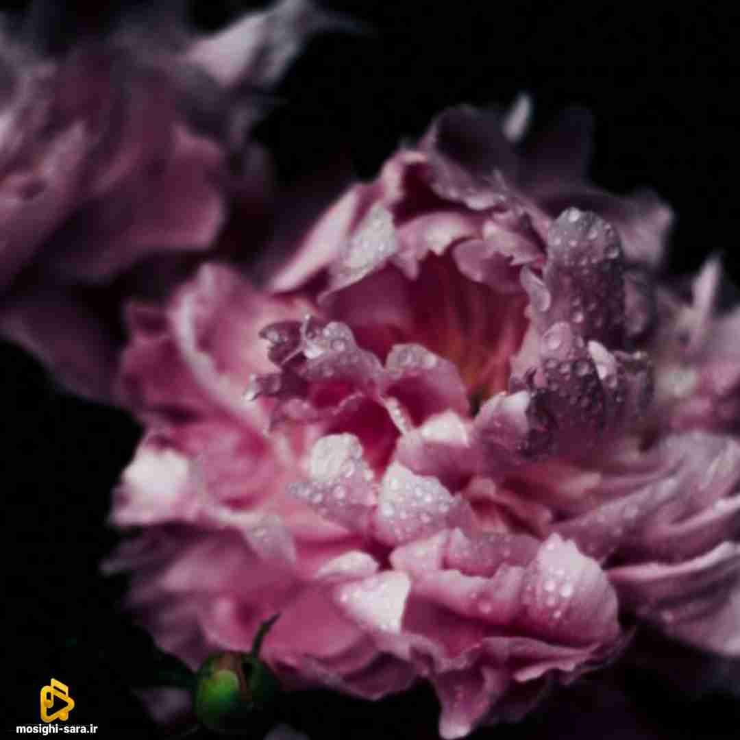  میکارن آرکاداشام تهران گل علفا (میکس اینستایی)