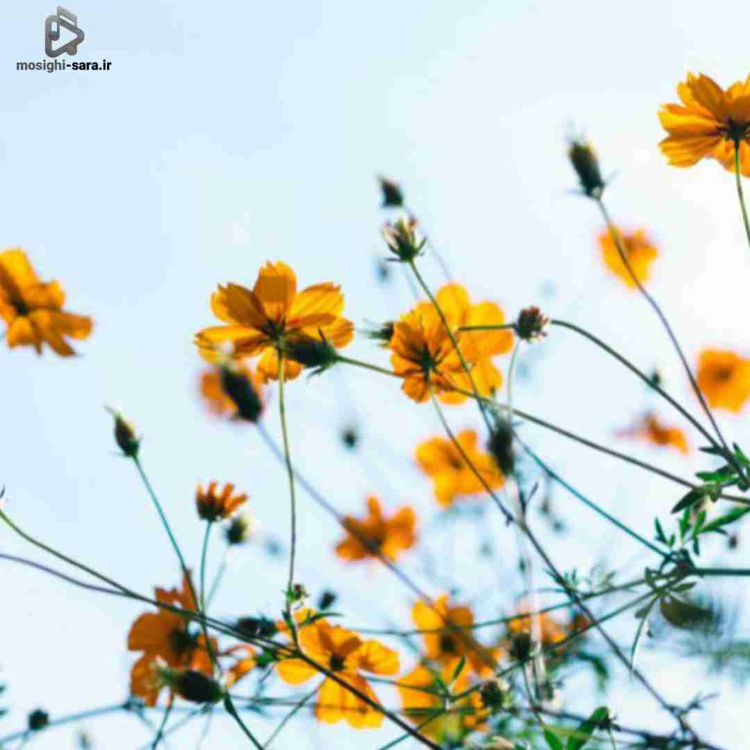  دیدمش وقتی شد تاریک یه دختر با کمر باریک