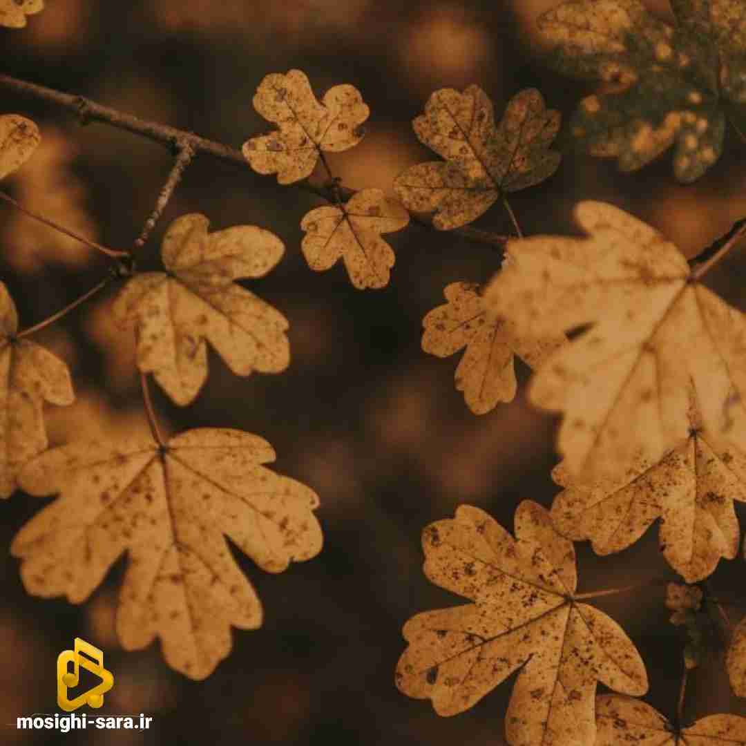 یکی یدونه ی دل من محبوب خوشگل من