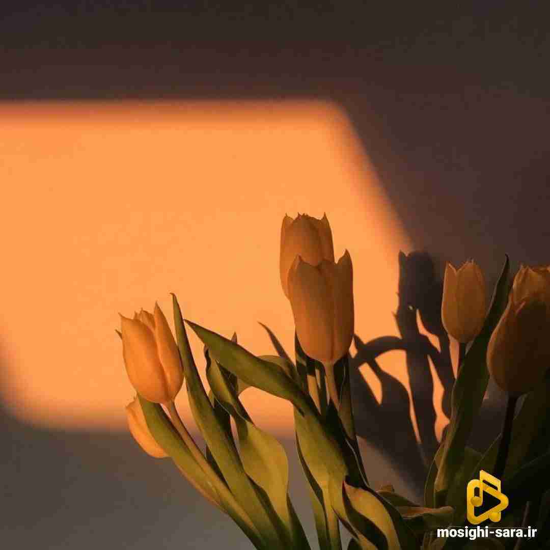  سرت میخوابیدم شبا کم ولی باز واسه چشات هلاکم