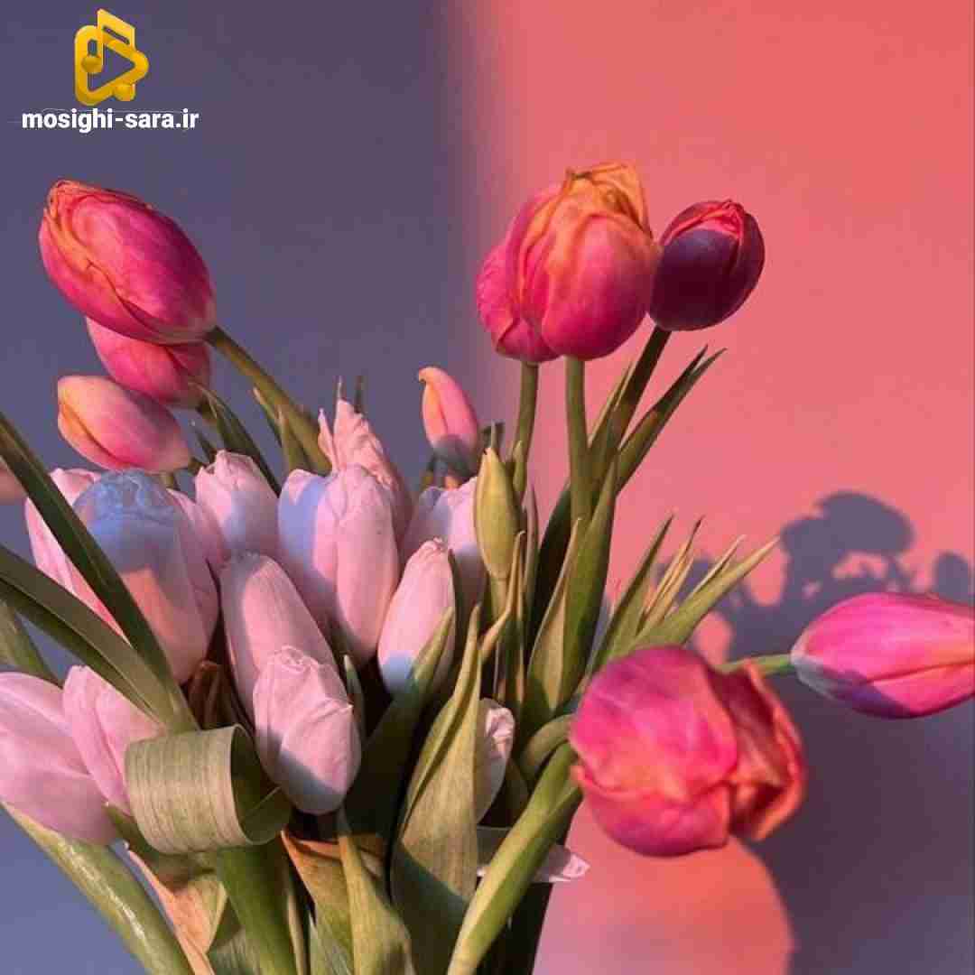  تو‌ روت‌ میزدم میخندیدی هی بهتر از تو میاد