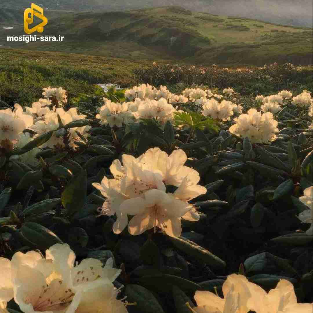  به چراغای خیابون ماتم زده دلتنگی برا