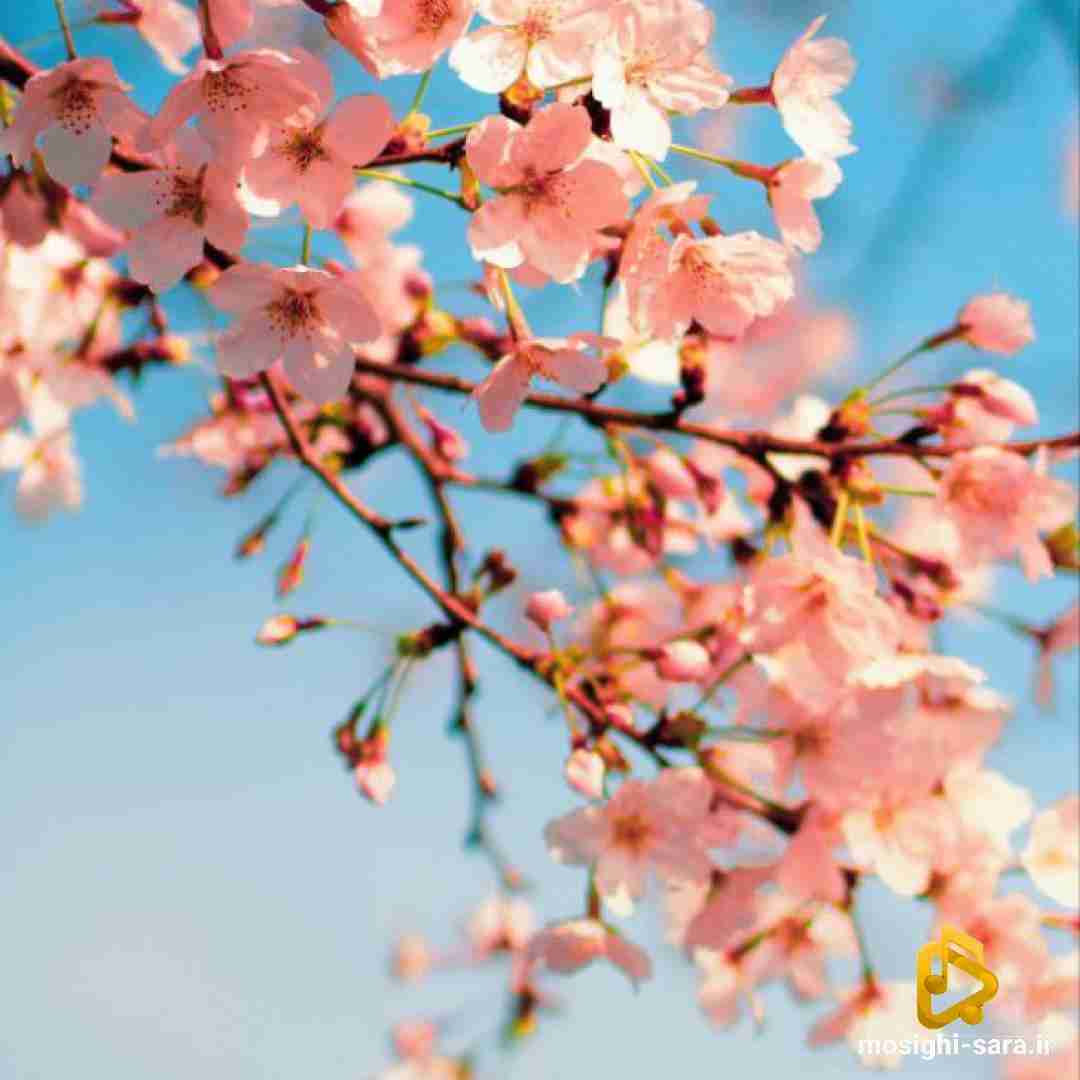 دانلود ریمیکس گفتی تو زیبایی قد ساغرم من با تو ساخته شدم