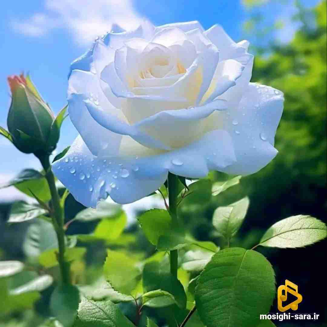 بری بهتره قضیه رو کش نده مثلت نیست