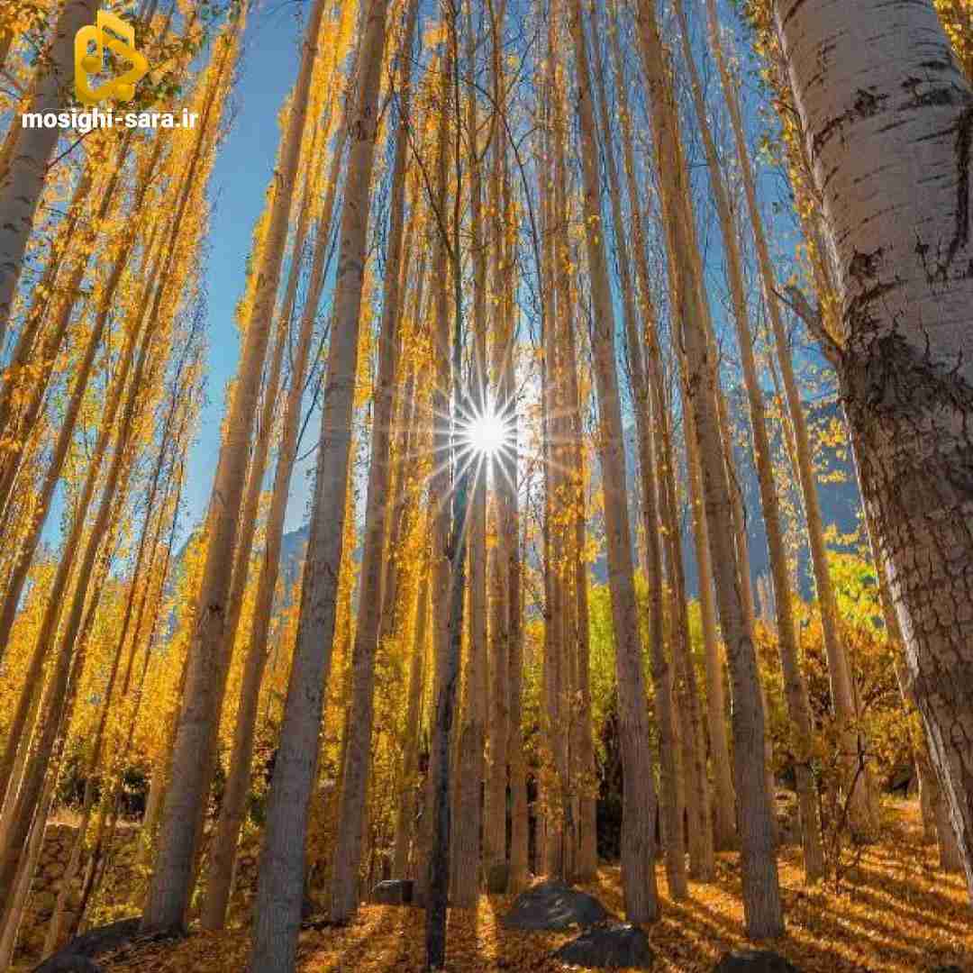  هیچ کدوم بهم راستشو نگفتین نه دیگه گل