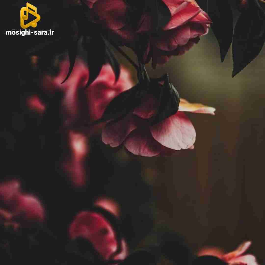  فکر کنم ما دوتا آدم نیستیم آخه آدما